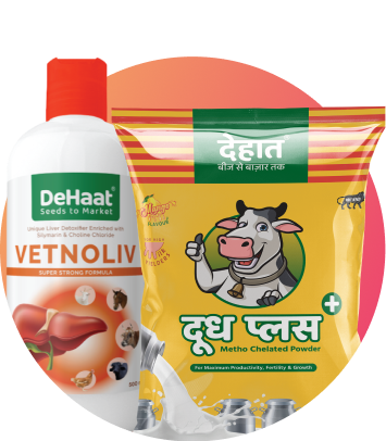 पशु का चारा